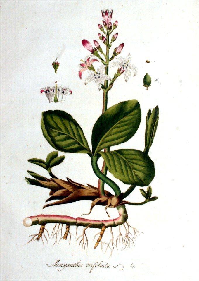 Menyanthes trifoliata — Flora Batava — Volume v1