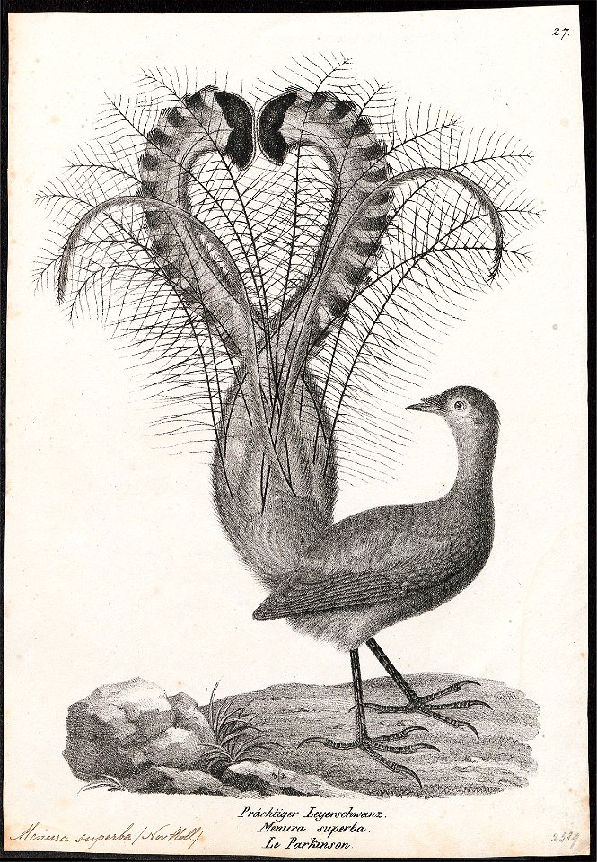 Menura superba - 1809-1845 - Print - Iconographia Zoologica - Special Collections University of Amsterdam - UBA01 IZ19200411