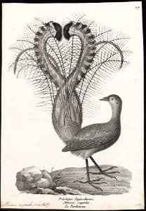 Menura superba - 1809-1845 - Print - Iconographia Zoologica - Special Collections University of Amsterdam - UBA01 IZ19200411