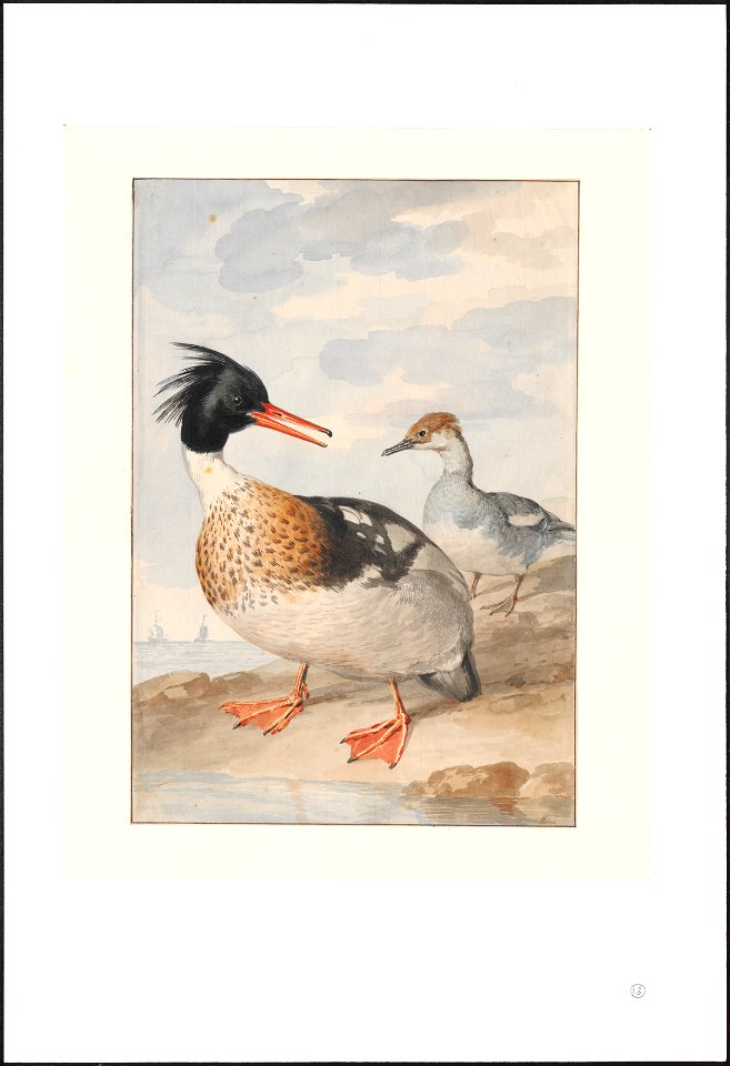 Mergus serrator - 1710-1792 - Print - Iconographia Zoologica - Special Collections University of Amsterdam - UBA01 IZAA100135