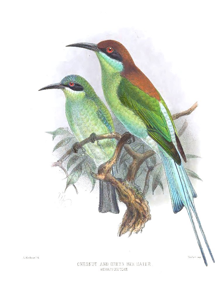 Merops bicolor Keulemans