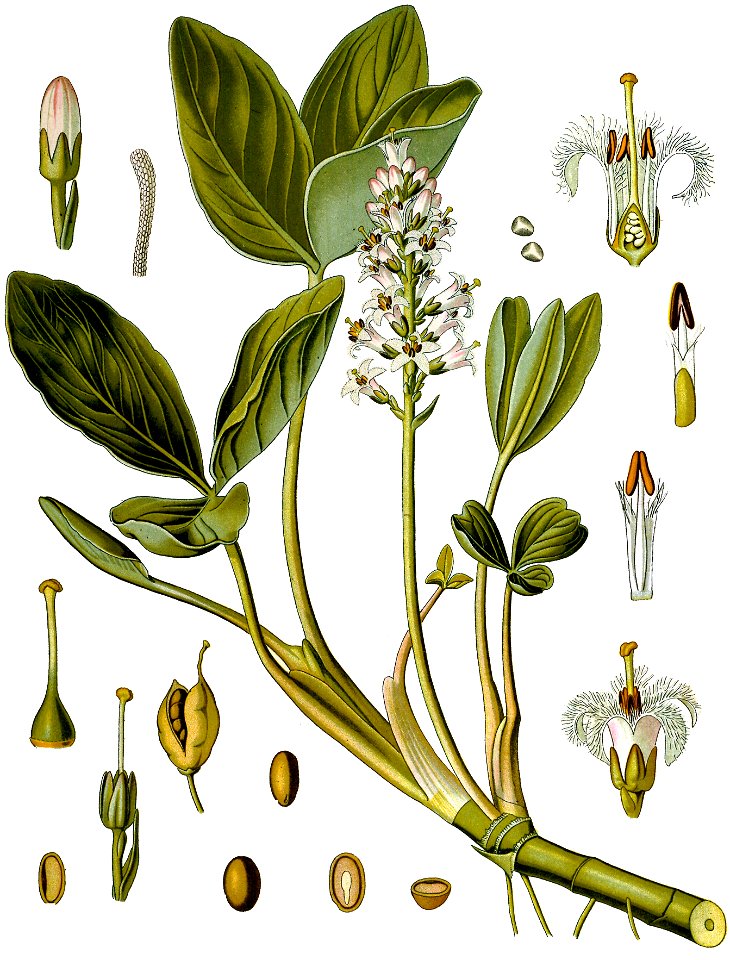 Menyanthes trifoliata - Köhler–s Medizinal-Pflanzen-225