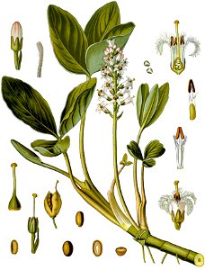 Menyanthes trifoliata - Köhler–s Medizinal-Pflanzen-225