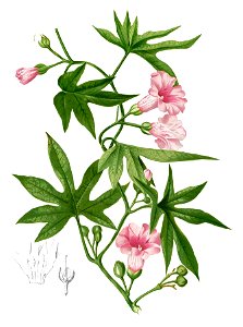 Merremia tuberosa Blanco1.81-cropped