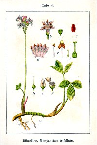 Menyanthes trifoliata Sturm10004