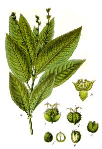 Mercurialis perennis Sturm35