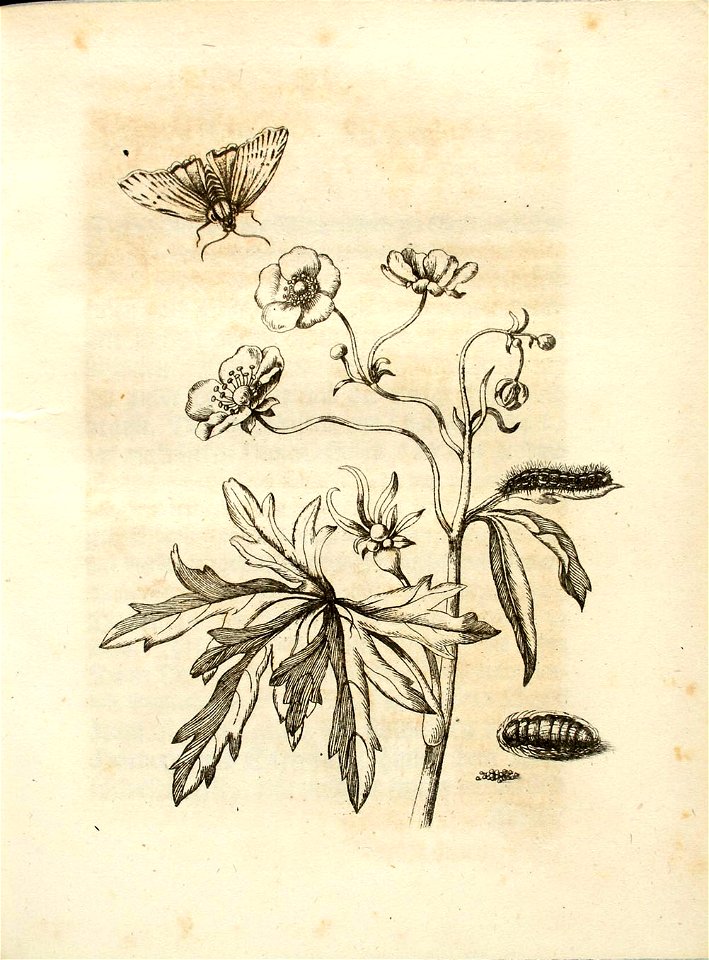 Merian - Der Raupen wunderbare Verwandelung und sonderbare Blumennahrung - Abb 15