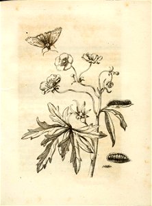 Merian - Der Raupen wunderbare Verwandelung und sonderbare Blumennahrung - Abb 15