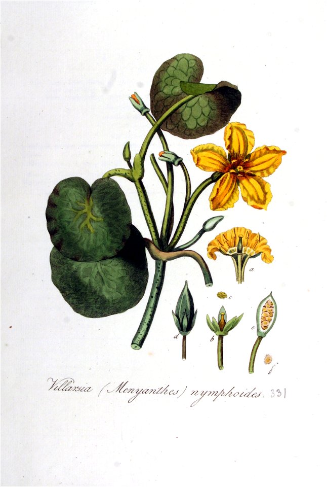 Menyanthes nymphoides — Flora Batava — Volume v5