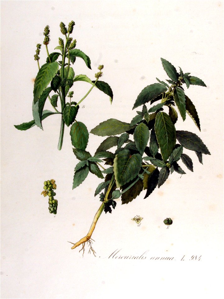 Mercurialis annua — Flora Batava — Volume v13
