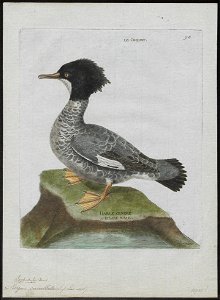 Mergus cucullatus - 1790-1796 - Print - Iconographia Zoologica - Special Collections University of Amsterdam - UBA01 IZ17700217