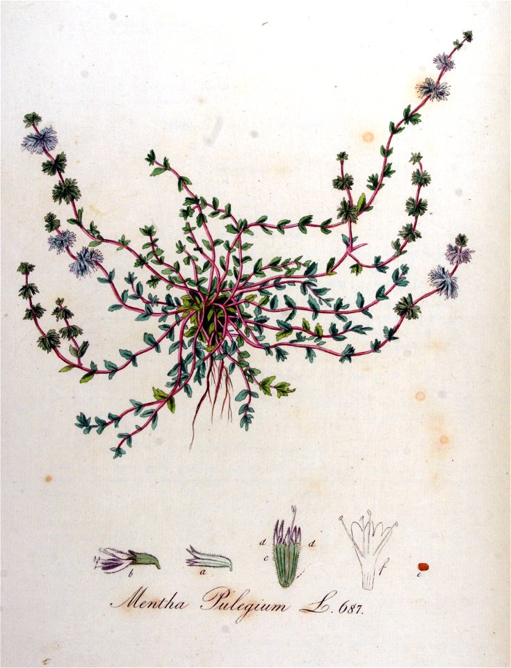 Mentha pulegium — Flora Batava — Volume v9