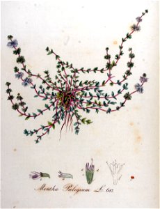 Mentha pulegium — Flora Batava — Volume v9. Free illustration for personal and commercial use.