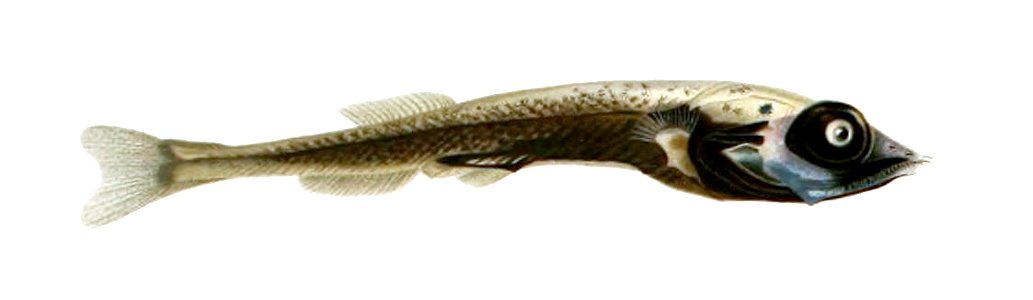 Mentodus rostratus