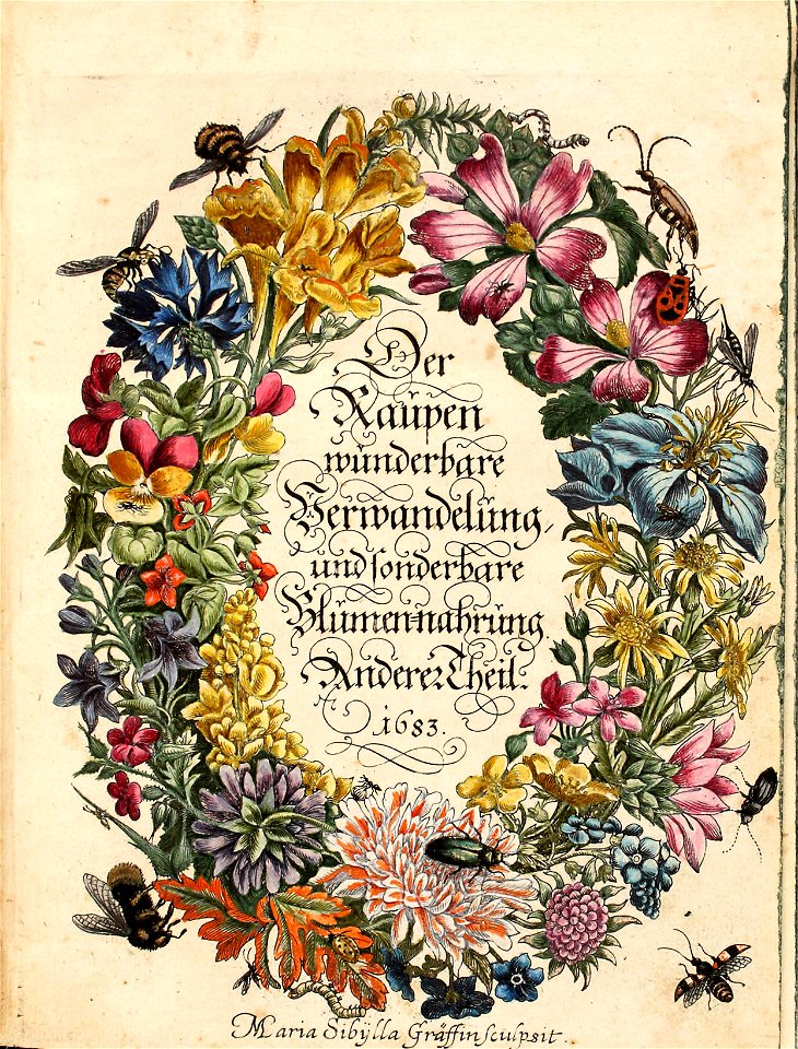 Merian - Der Raupen wunderbare Verwandelung und sonderbare Blumennahrung - 2