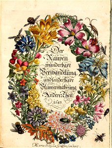 Merian - Der Raupen wunderbare Verwandelung und sonderbare Blumennahrung - 2
