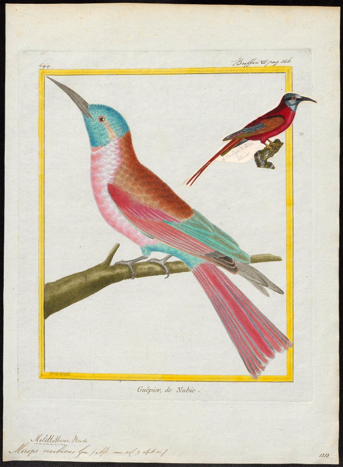Merops nubicus - 1700-1880 - Print - Iconographia Zoologica - Special Collections University of Amsterdam - UBA01 IZ16800335