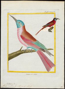 Merops nubicus - 1700-1880 - Print - Iconographia Zoologica - Special Collections University of Amsterdam - UBA01 IZ16800335