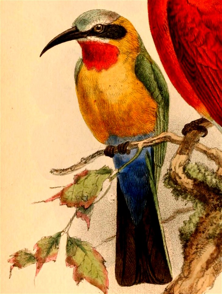 Merops bullockoides bullockoides 1884