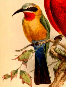 Merops bullockoides bullockoides 1884