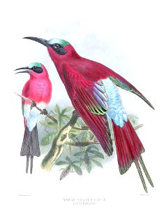 Merops nubicoides Keulemans