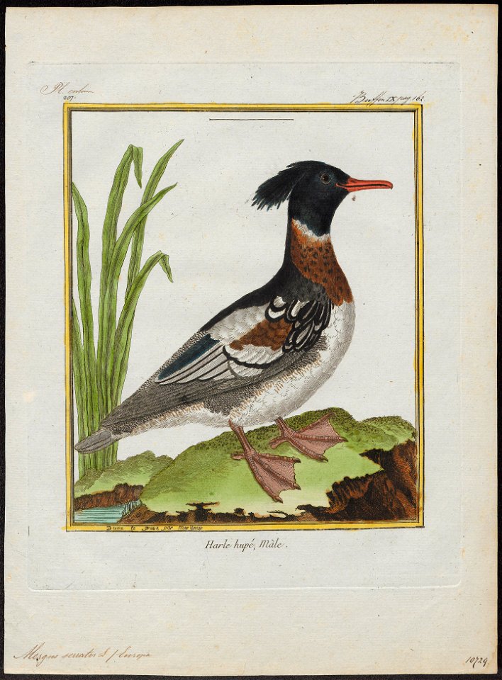 Mergus serrator - 1700-1880 - Print - Iconographia Zoologica - Special Collections University of Amsterdam - UBA01 IZ17700199