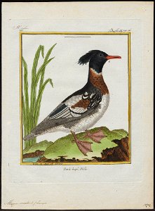 Mergus serrator - 1700-1880 - Print - Iconographia Zoologica - Special Collections University of Amsterdam - UBA01 IZ17700199