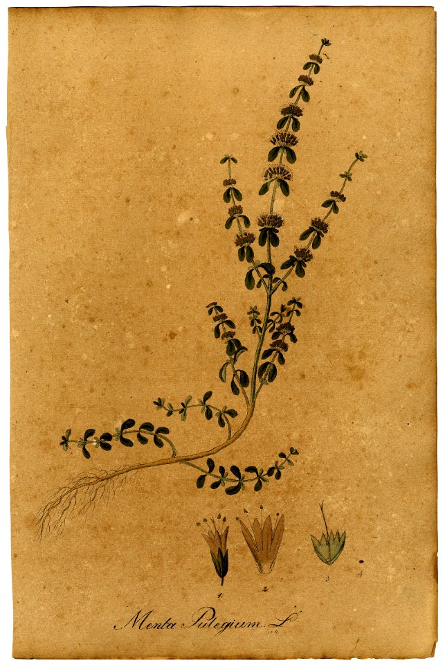 Mentha pulegium Mann