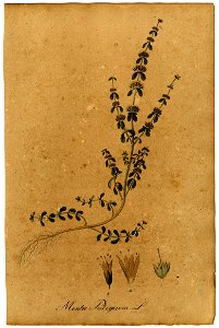 Mentha pulegium Mann
