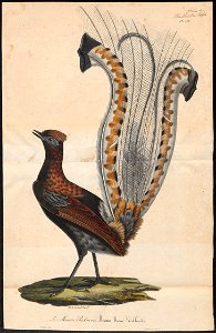 Menura superba - 1825-1834 - Print - Iconographia Zoologica - Special Collections University of Amsterdam - UBA01 IZ19200407