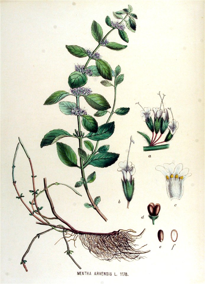 Mentha arvensis — Flora Batava — Volume v15