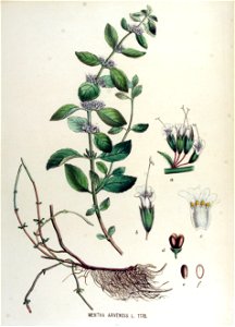 Mentha arvensis — Flora Batava — Volume v15. Free illustration for personal and commercial use.