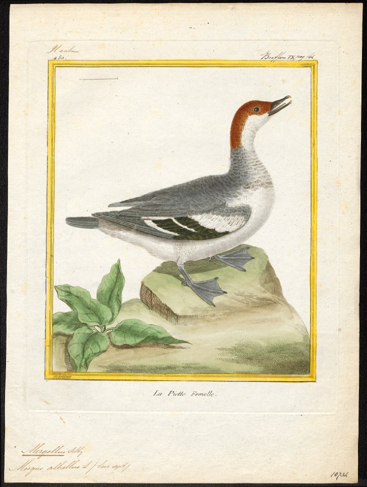 Mergellus albellus - 1700-1880 - Print - Iconographia Zoologica - Special Collections University of Amsterdam - UBA01 IZ17700227