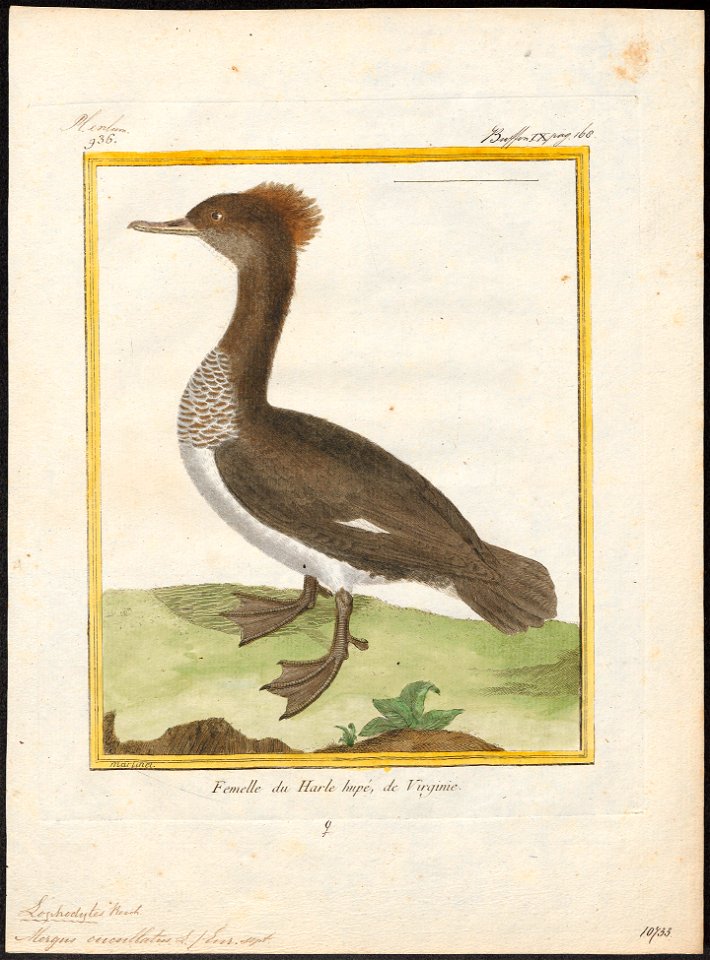 Mergus cucullatus - 1700-1880 - Print - Iconographia Zoologica - Special Collections University of Amsterdam - UBA01 IZ17700215