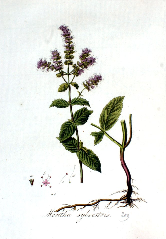 Mentha sylvestris — Flora Batava — Volume v3