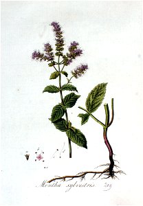Mentha sylvestris — Flora Batava — Volume v3