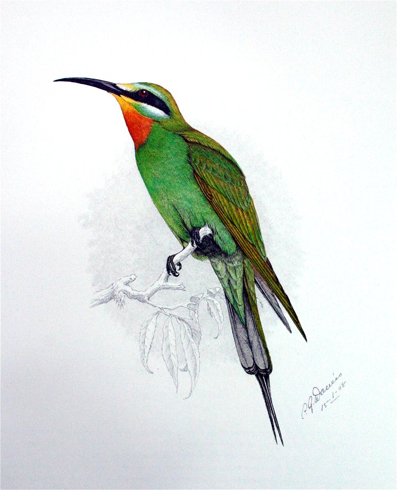 Merops persicus00