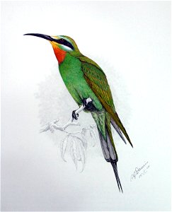 Merops persicus00