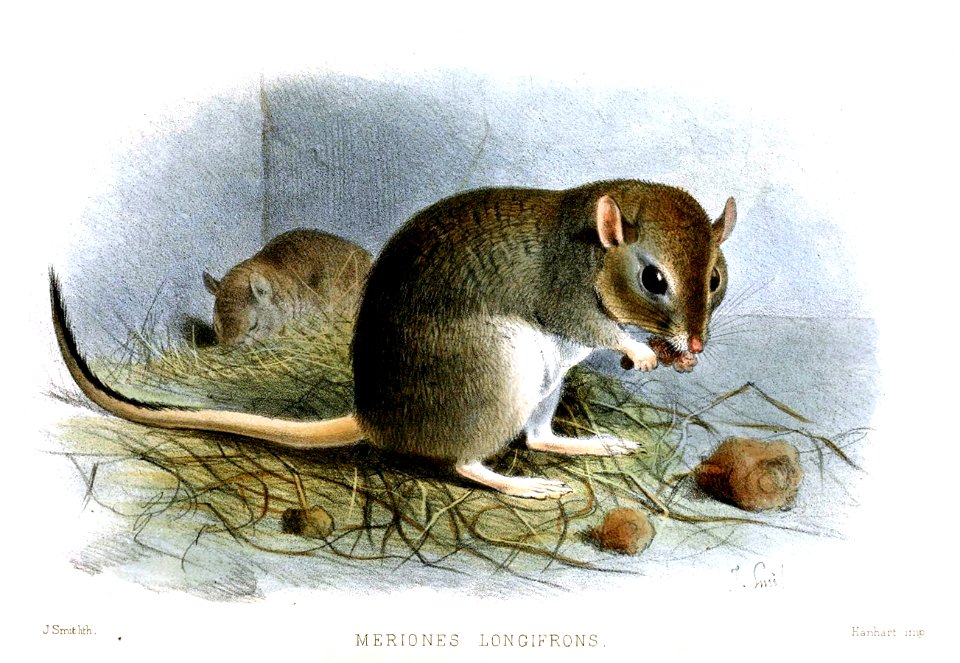 MerionesLongifronsSmit
