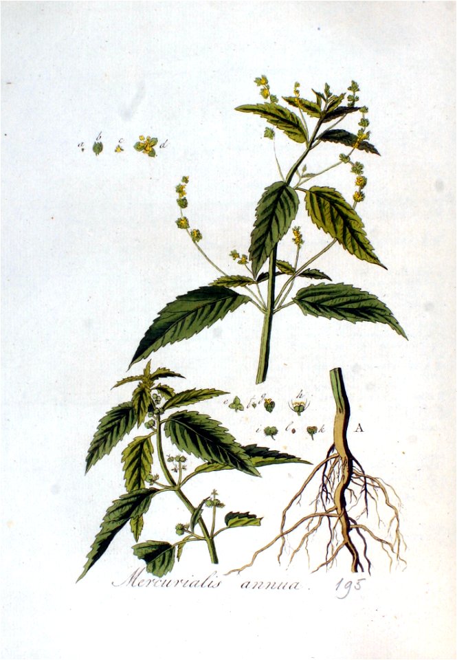 Mercurialis annua — Flora Batava — Volume v3