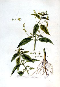 Mercurialis annua — Flora Batava — Volume v3