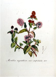 Mentha aquatica var. capitata — Flora Batava — Volume v8. Free illustration for personal and commercial use.