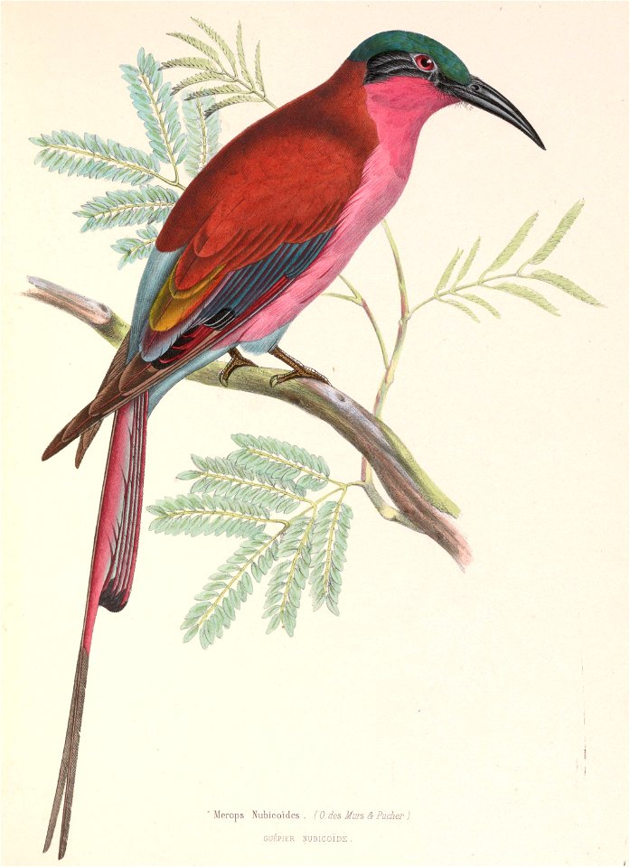 Merops nubicoides 1849