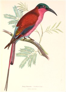 Merops nubicoides 1849. Free illustration for personal and commercial use.