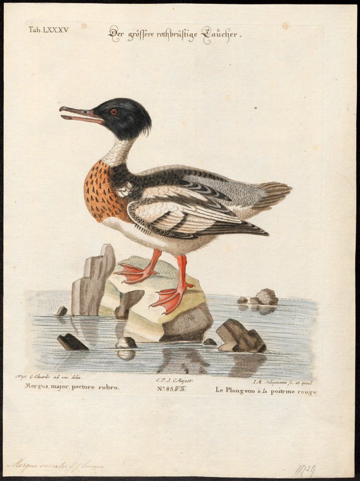 Mergus serrator - 1700-1880 - Print - Iconographia Zoologica - Special Collections University of Amsterdam - UBA01 IZ17700203