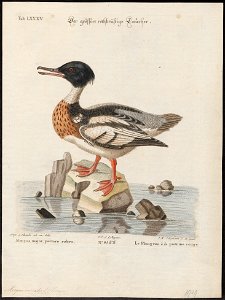 Mergus serrator - 1700-1880 - Print - Iconographia Zoologica - Special Collections University of Amsterdam - UBA01 IZ17700203