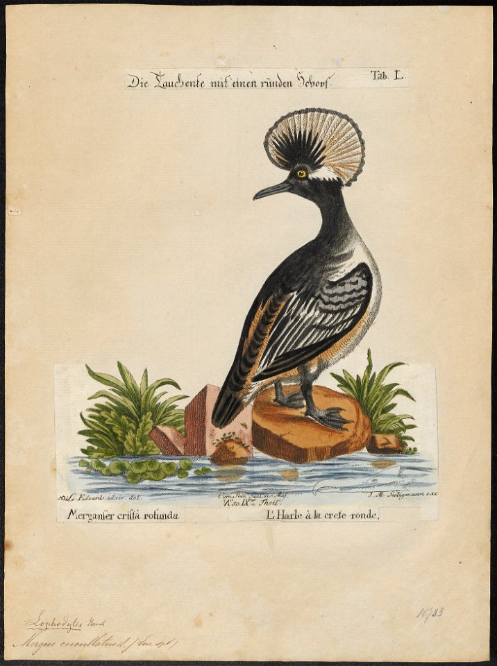 Mergus cucullatus - 1700-1880 - Print - Iconographia Zoologica - Special Collections University of Amsterdam - UBA01 IZ17700219