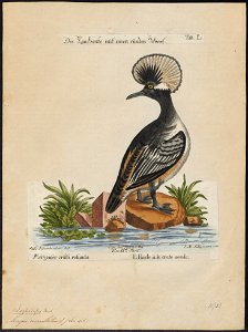 Mergus cucullatus - 1700-1880 - Print - Iconographia Zoologica - Special Collections University of Amsterdam - UBA01 IZ17700219