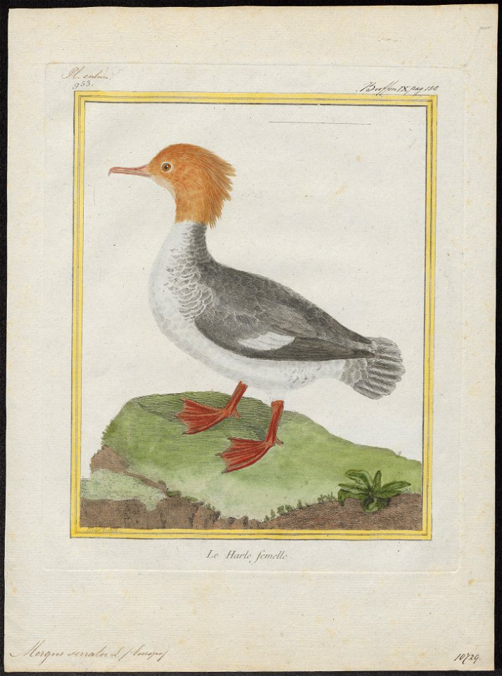 Mergus serrator - 1700-1880 - Print - Iconographia Zoologica - Special Collections University of Amsterdam - UBA01 IZ17700201