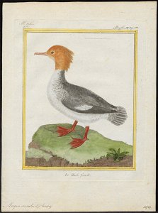 Mergus serrator - 1700-1880 - Print - Iconographia Zoologica - Special Collections University of Amsterdam - UBA01 IZ17700201